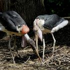 Hier wollen wir unser Nest bauen