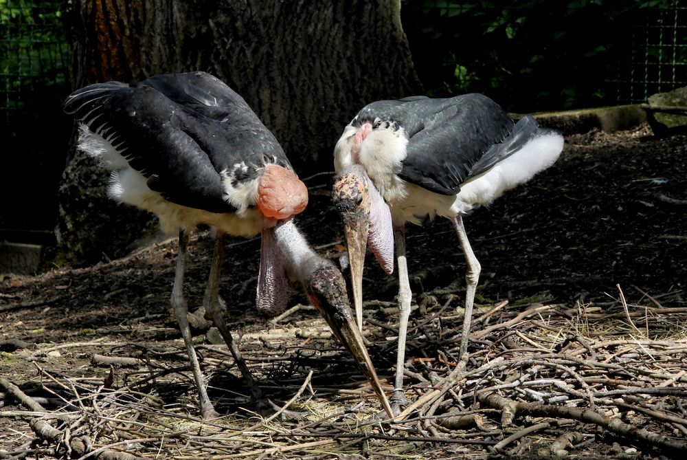 Hier wollen wir unser Nest bauen