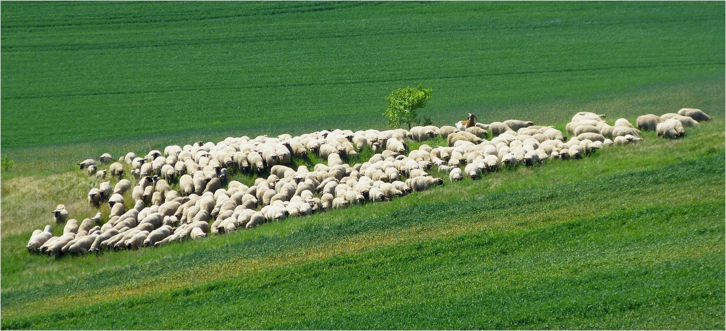 Hier wurde der Bock zum Schäfer gemacht,