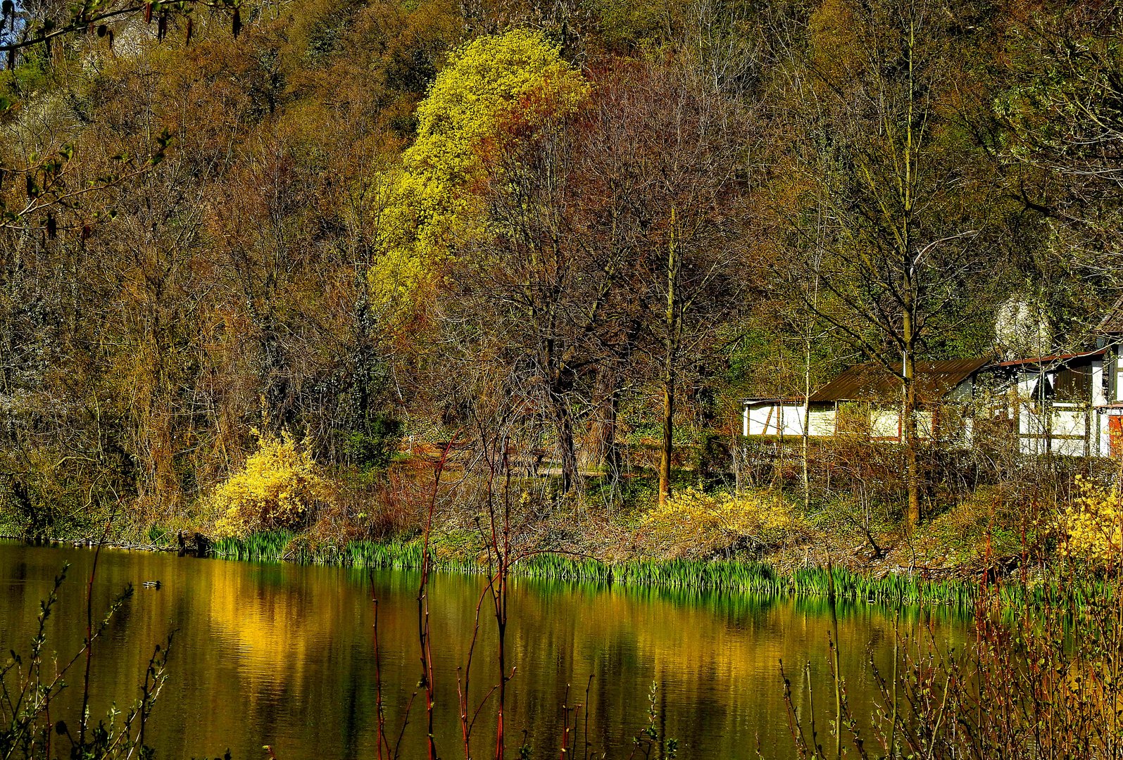 Hier zeigt sich der Frühling in einem goldenen Kleid.