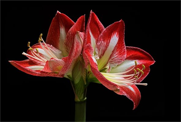 Hier zeigt sich ein prachtvoller Ritterstern - ( Stacking Bild ) 