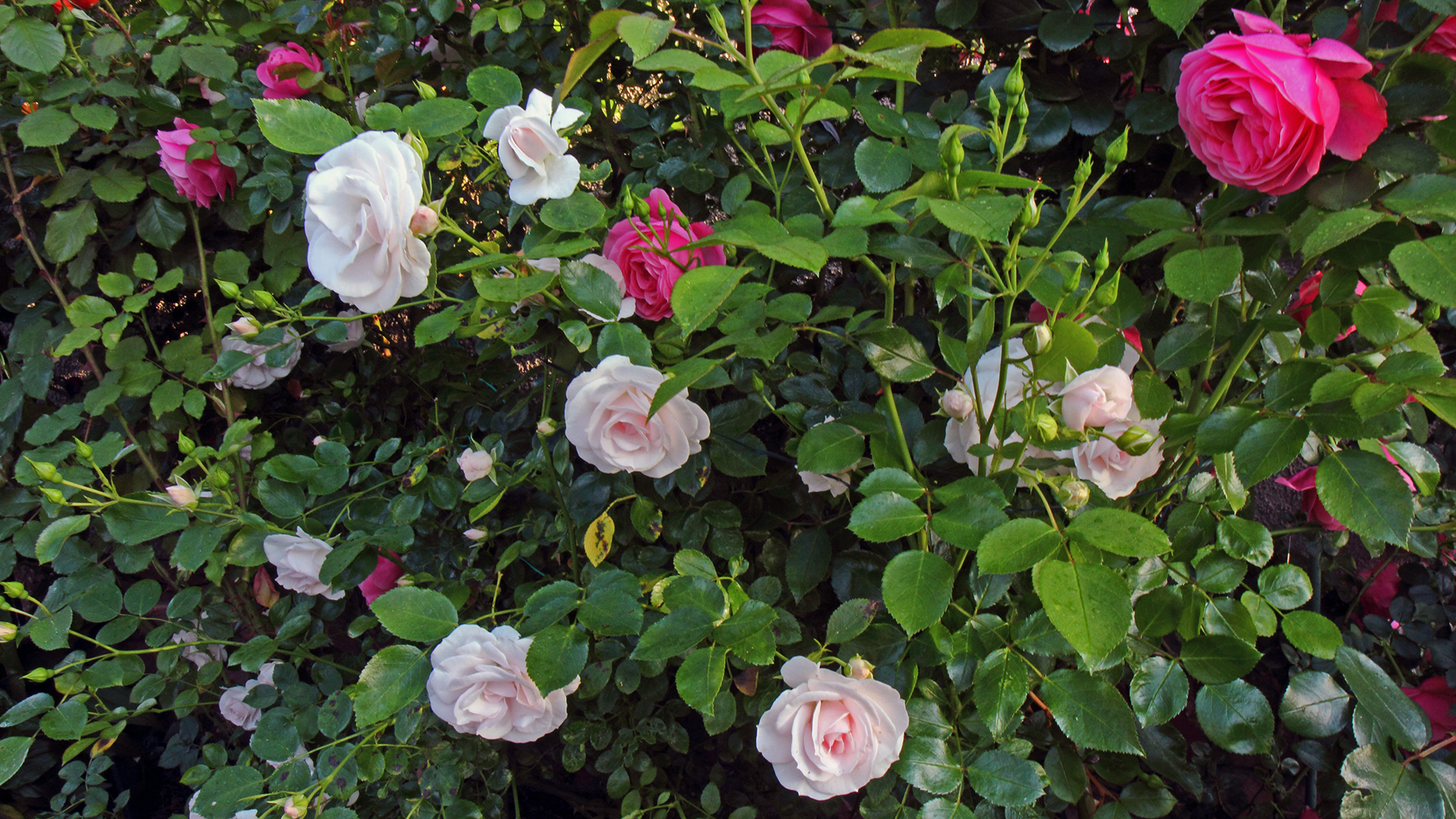 Hier zwei Farben blühend bei den Rosen und ich widme sie meiner Frau...