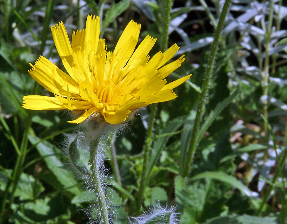 Hieracium alpinum - Zottiges Habichtskraut im Alpinum