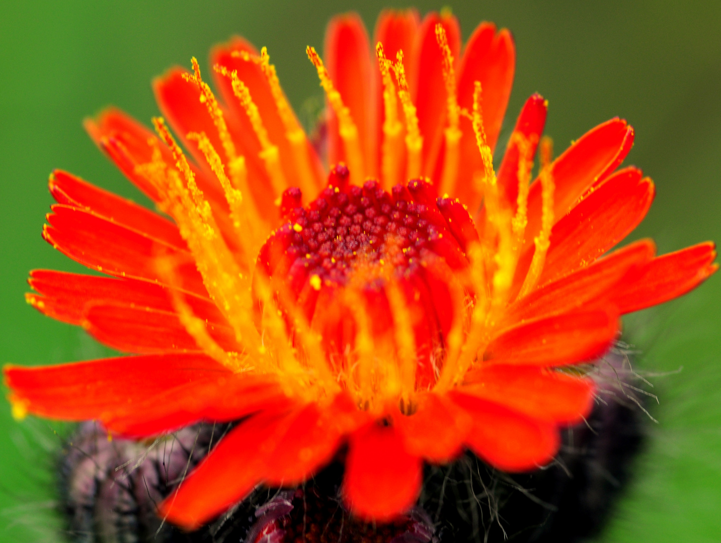 Hieracium aurantiacum