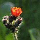 Hieracium aurantiacum