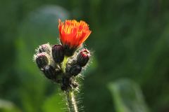 Hieracium aurantiacum