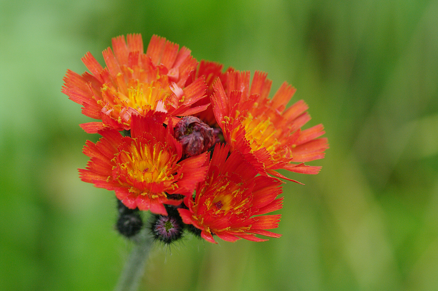 Hieracium aurantiacum