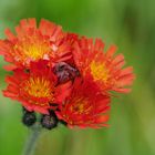 Hieracium aurantiacum