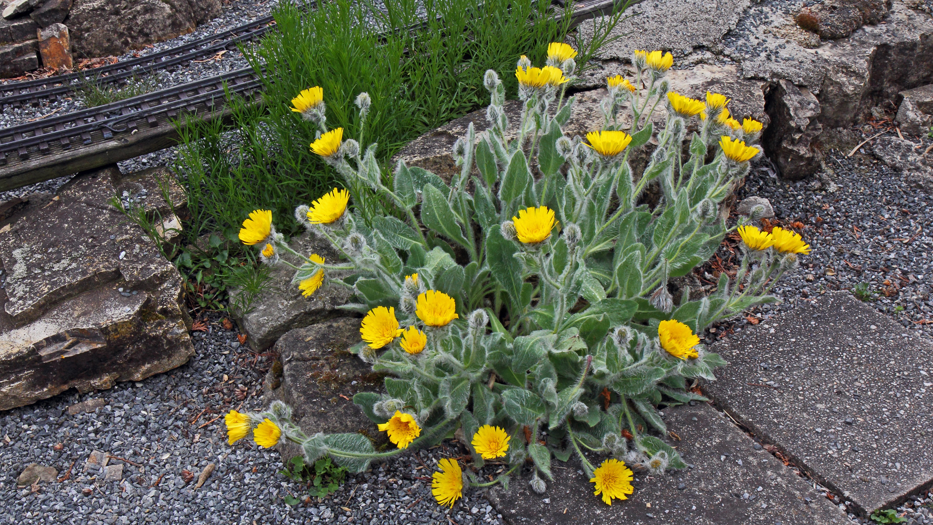 Hieracium villosom - Zottiges Habichtskraut aus dem Gebirge