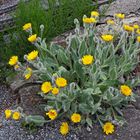 Hieracium villosom - Zottiges Habichtskraut aus dem Gebirge