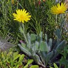 Hieracium villosum - das zottige Habichtskraut gehört zu meinen alpinen Lieblingen...