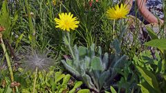 Hieracium villosum - das zottige Habichtskraut gehört zu meinen alpinen Lieblingen...