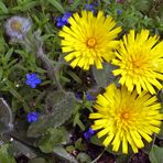 Hieracium villosum - Zottiges Habichtskraut