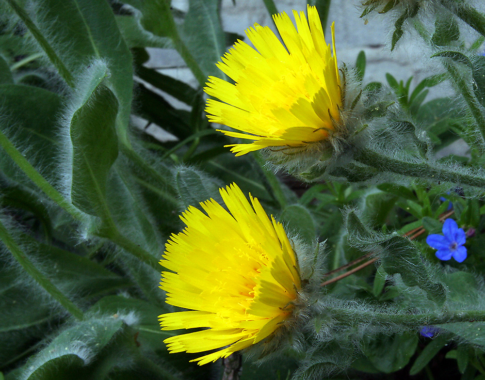 Hieracium villosum - Zottiges  Habichtskraut im Alpinum