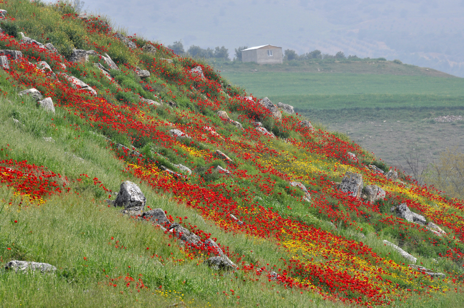 Hierapolis: Frühingsgefühle