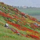 Hierapolis: Frühingsgefühle