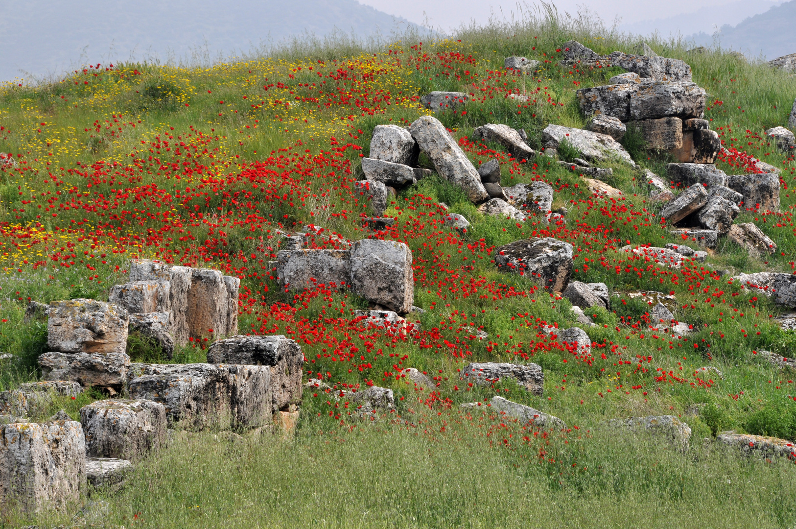 Hierapolis: Sag mir, wo die Blumen sind ...