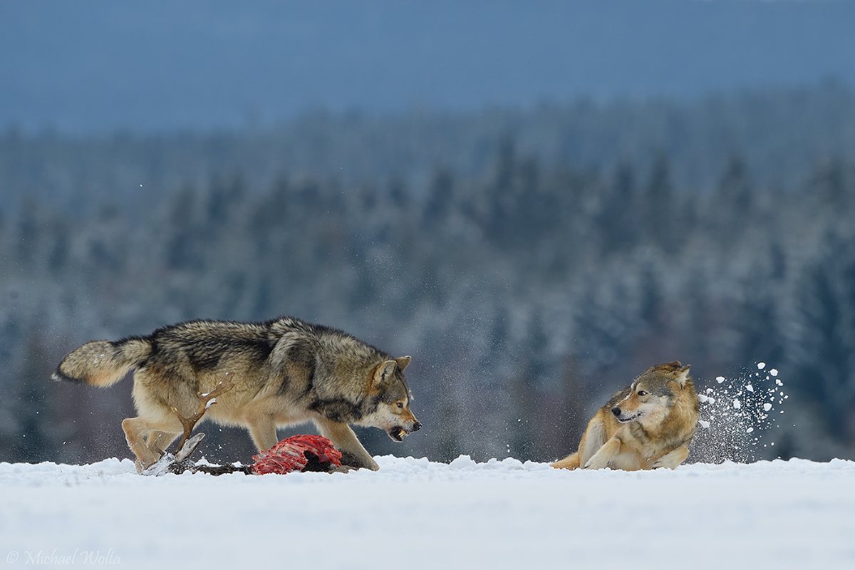 Hierarchie im Wolfsrudel