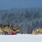 Hierarchie im Wolfsrudel
