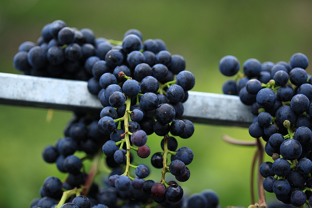 Hieraus könnte man Weiswein keltern