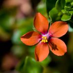 Hierba de coral (anagallis arvensis)