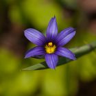 Hierba de ojos azules (sisyrinchium agustifolium)