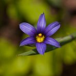 Hierba de ojos azules (sisyrinchium agustifolium)