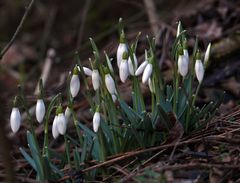 Hiermit erkläre ich den FRÜHLING für eröffnet...