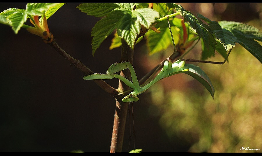 * Hierodula m. * Wildlive...