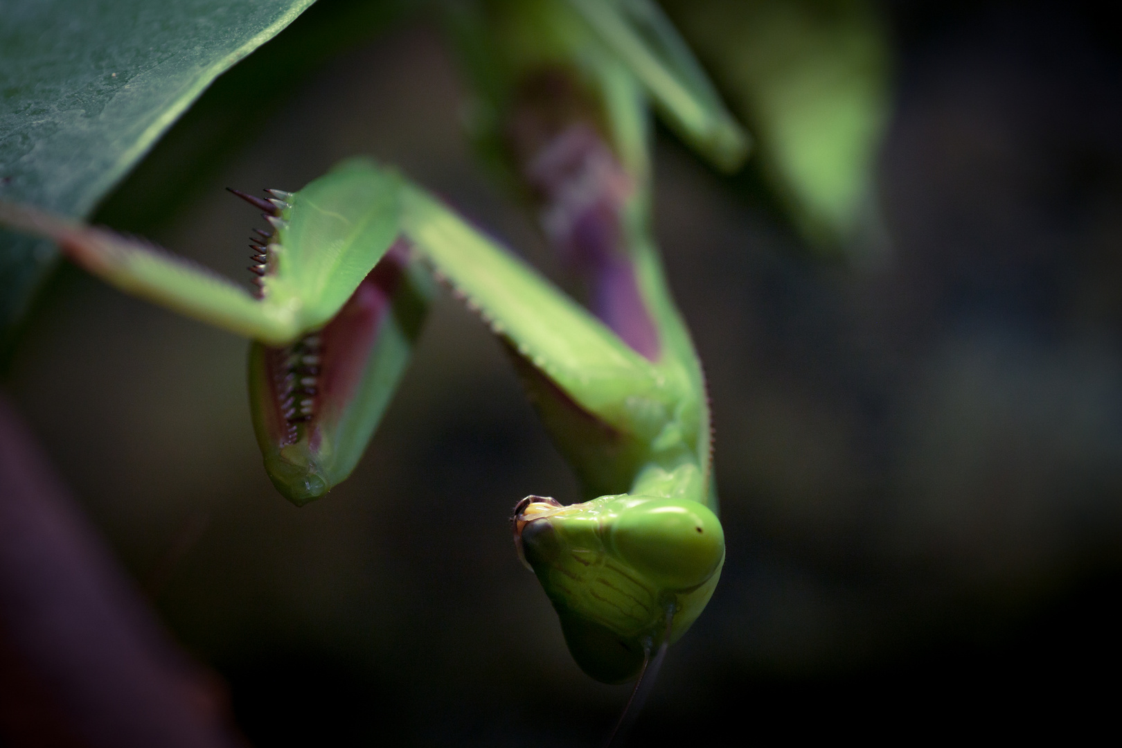 Hierodula Majuscula