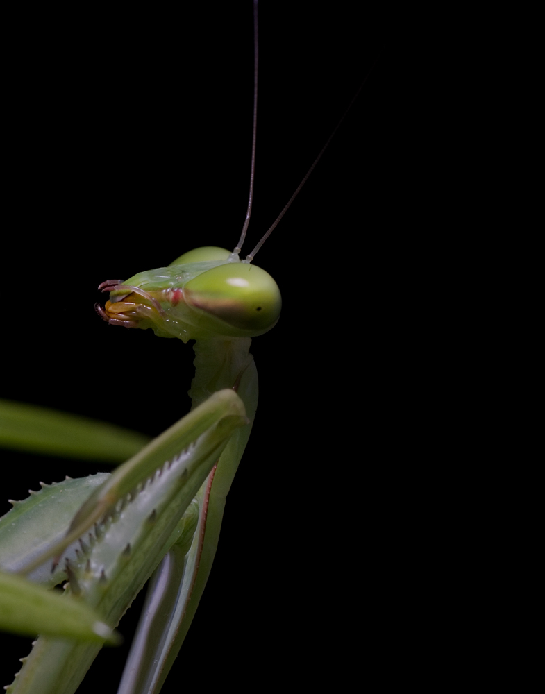 Hierodula membracanea