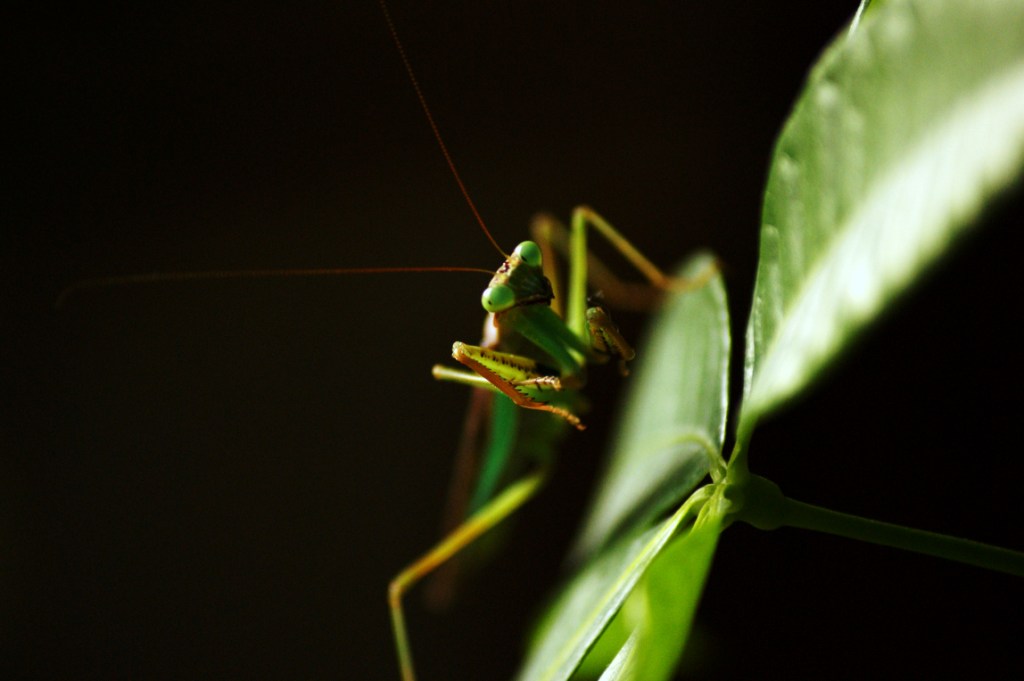 Hierodula membranacea