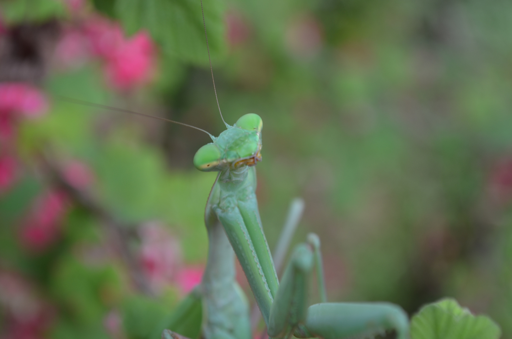 hierodula membranacea Foto & Bild tiere, haustiere, terraristik