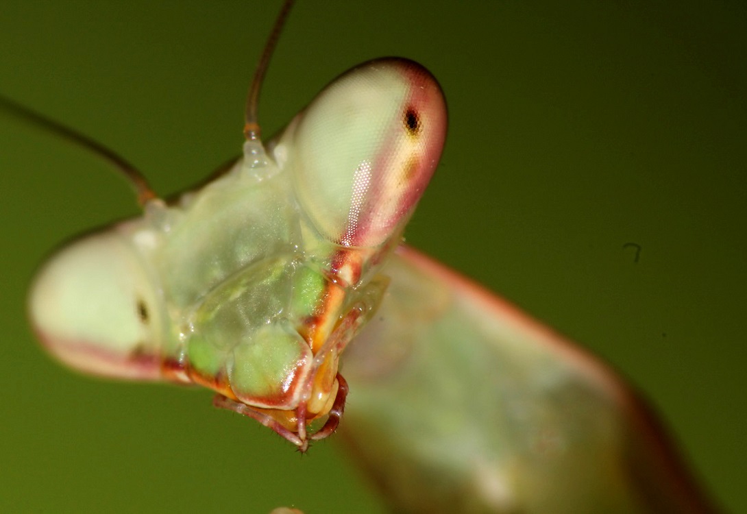 Hierodula Membranacea Gottesanbeterin