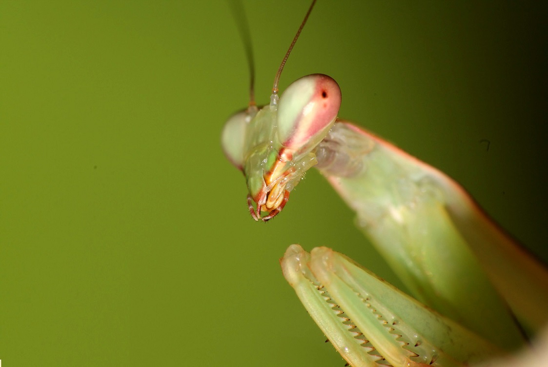 Hierodula membranacea Gottesanbeterin