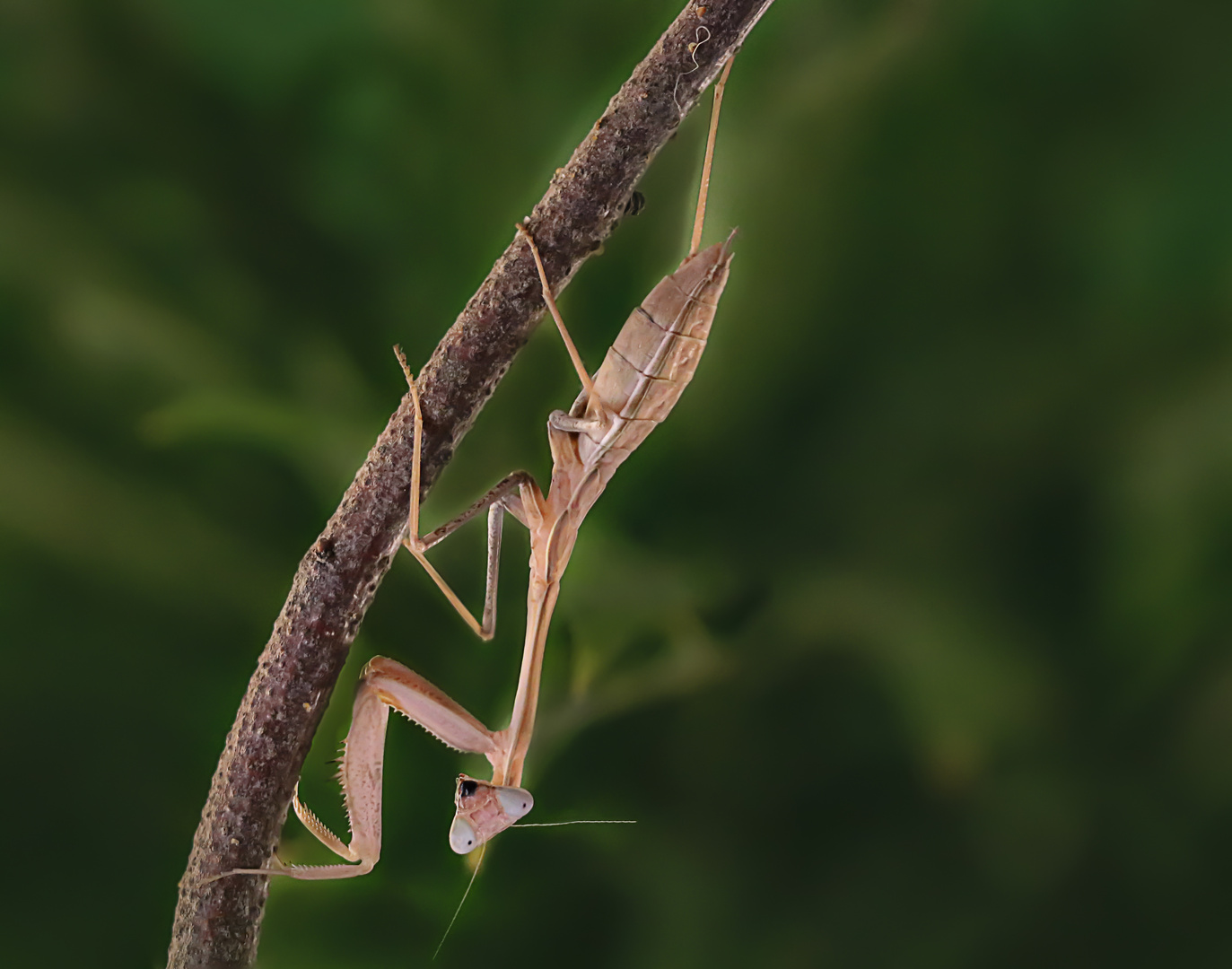 Hierodula membranacea ( Indische Riesengottesanbeterin)