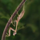 Hierodula membranacea ( Indische Riesengottesanbeterin)