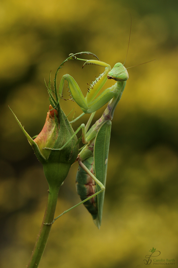 Hierodula transcaucasica