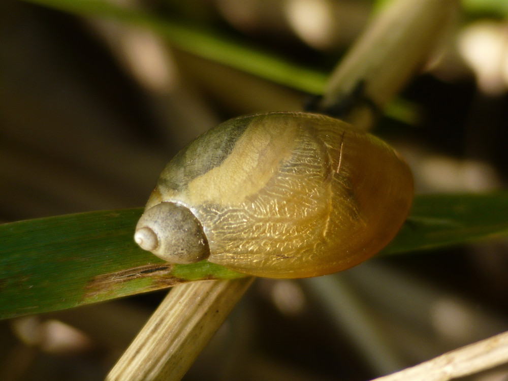 "Hieroglyphen" schnecke