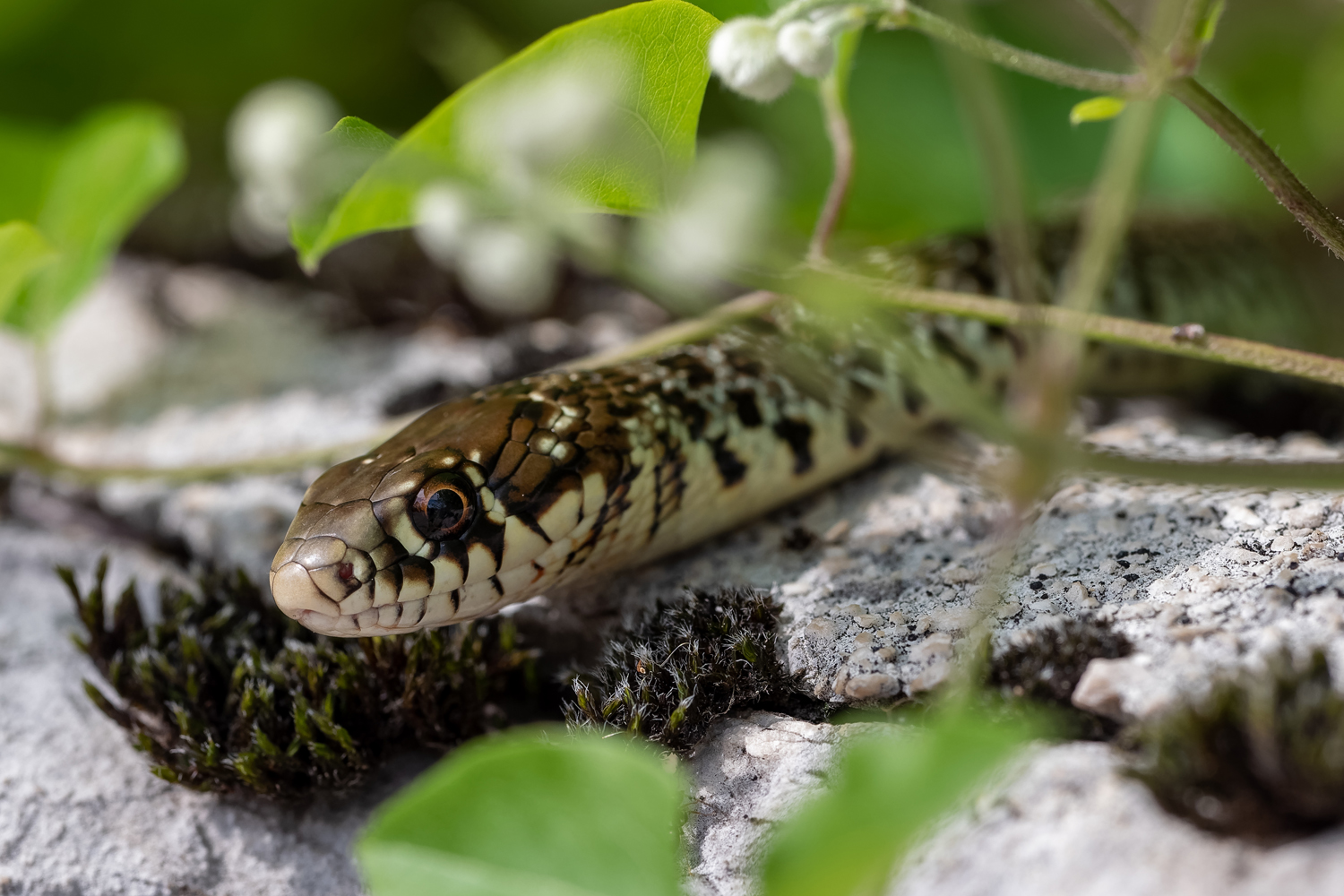 Hierophis gemonensis