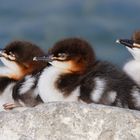 Hierzulande laufen Bestrebungen, Gänsesäger abzuschiessen