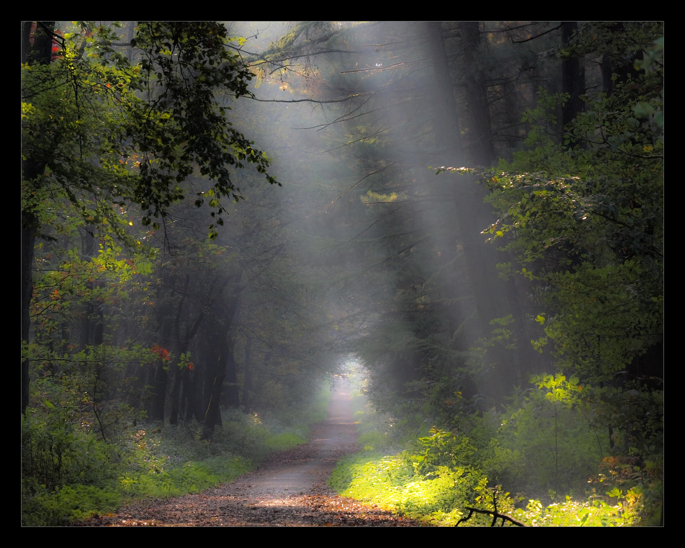 Hiesfelder Wald