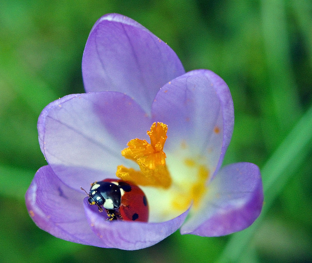 Hi,Frühling!