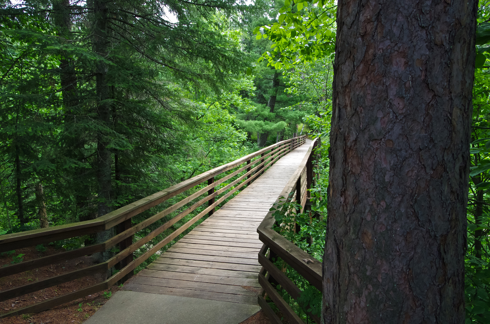 High Bridge Through the forest