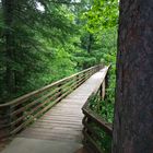 High Bridge Through the forest