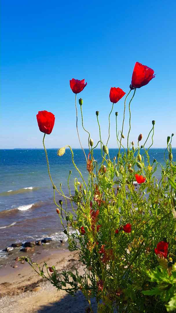 High by the sea