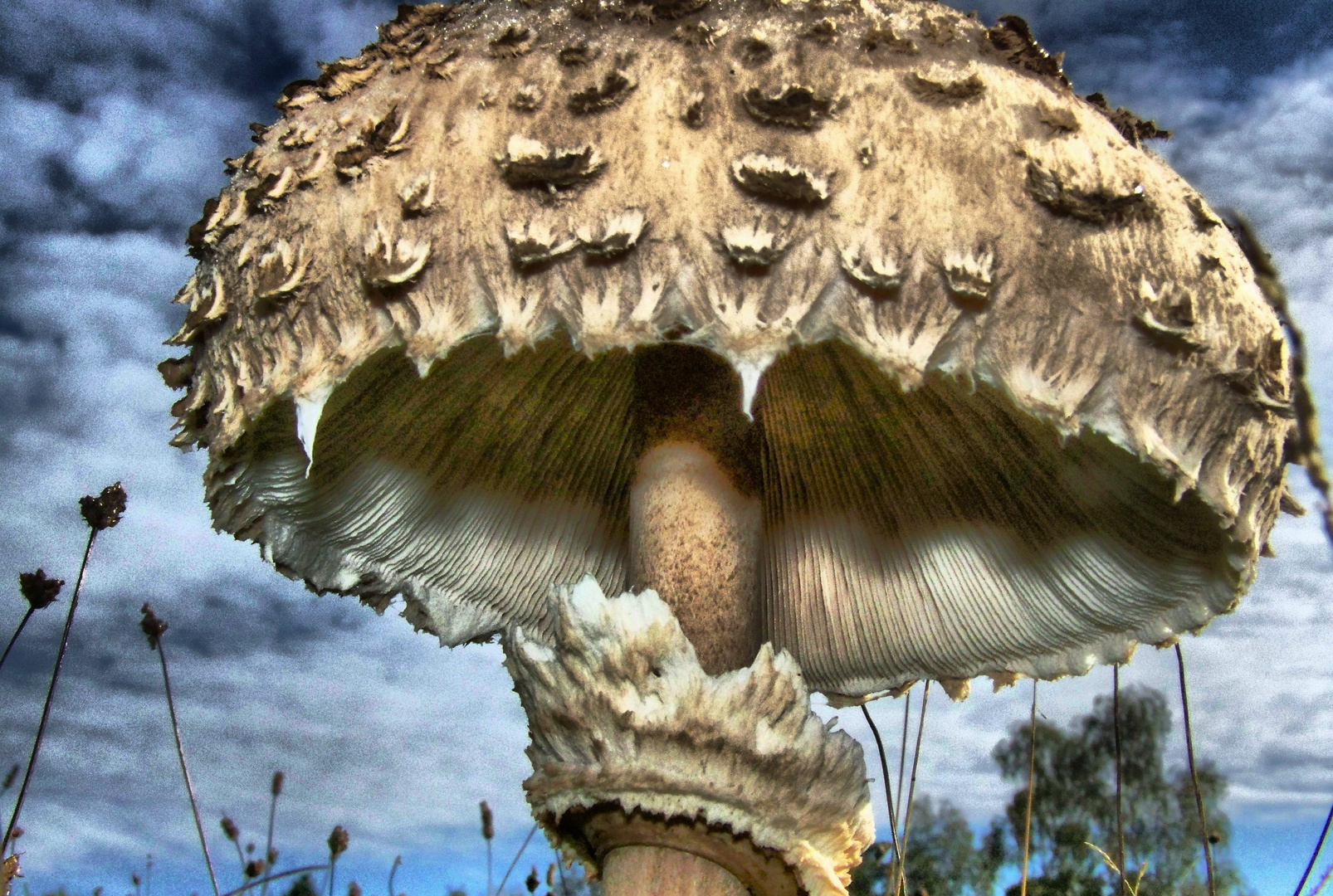 High Dynamic Range - Pilz