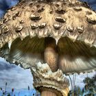 High Dynamic Range - Pilz