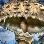 High Dynamic Range - Pilz