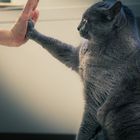 High Five!